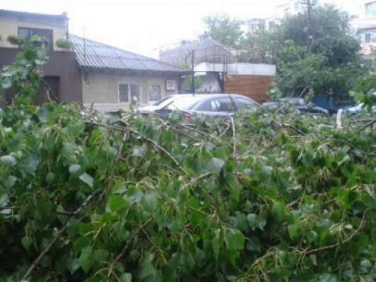 Furtuna face prăpăd: copaci rupți de vânt, la Constanța